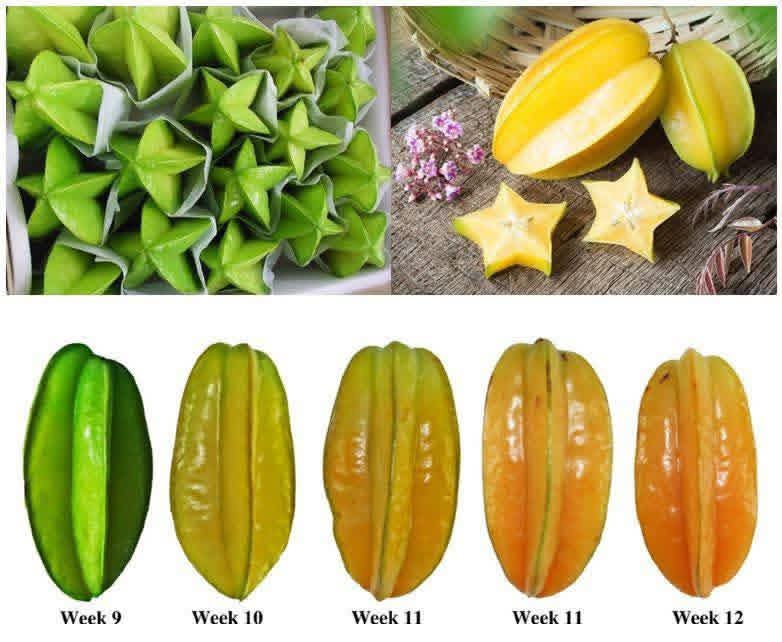 Star Fruit’s healthy plants are available.