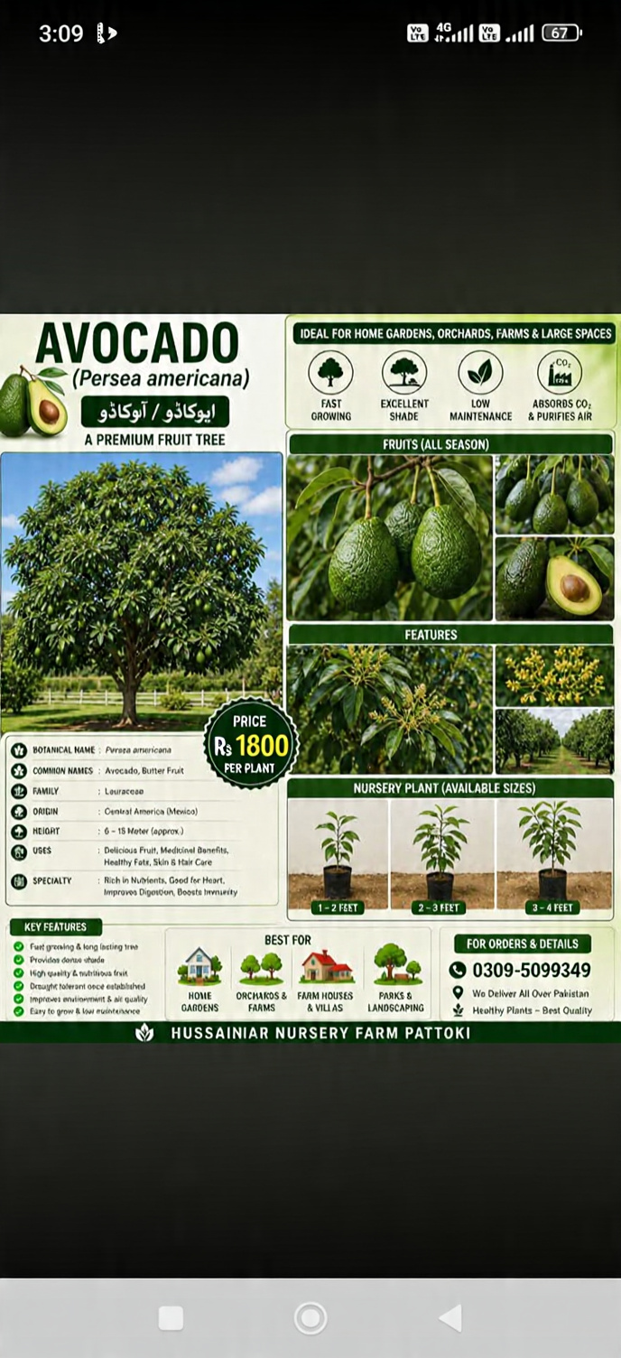 Avogadro plants