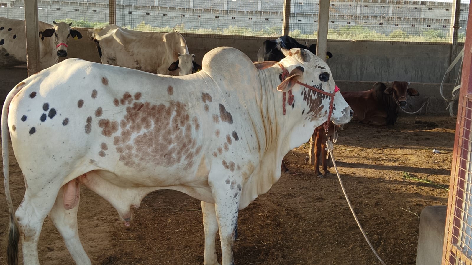 Healthy Bull