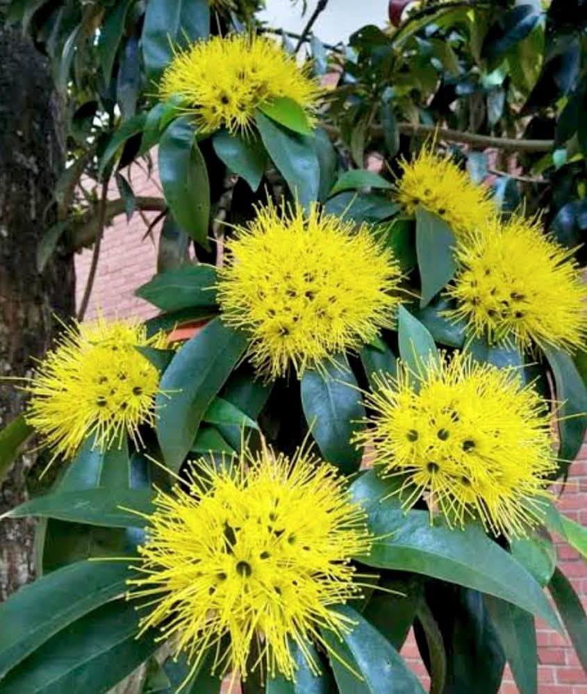 Chinese ixora plants  5 colour available