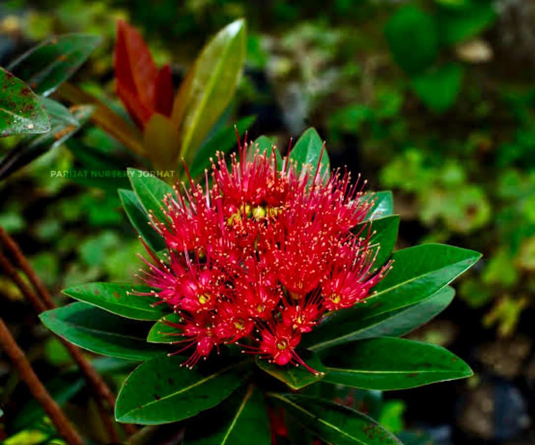 Chinese ixora plants  5 colour available