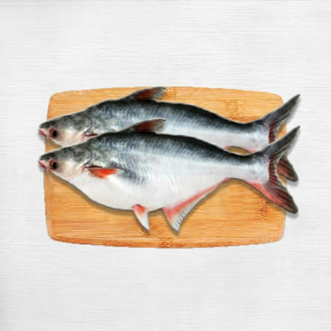 Pangasius Fish whole
